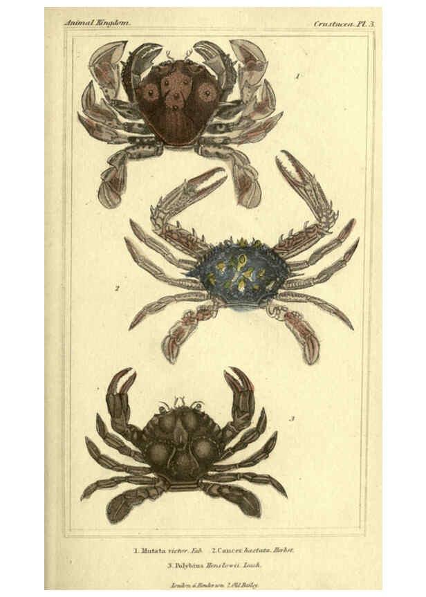 Reproducción/Reproduction 5987356623: The animal kingdom, arranged according to its organization London :G. Henderson,1834