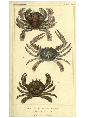 Reproducción/Reproduction 5987356623: The animal kingdom, arranged according to its organization London :G. Henderson,1834