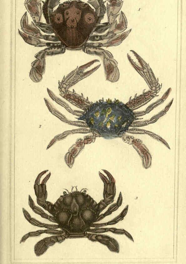 Reproducción/Reproduction 5987356623: The animal kingdom, arranged according to its organization London :G. Henderson,1834