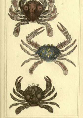 Reproducción/Reproduction 5987356623: The animal kingdom, arranged according to its organization London :G. Henderson,1834