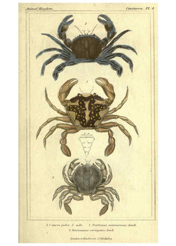 Reproducción/Reproduction 5987356953: The animal kingdom, arranged according to its organization London :G. Henderson,1834