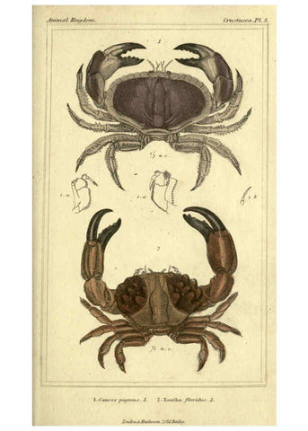 Reproducción/Reproduction 5987357243: The animal kingdom, arranged according to its organization London :G. Henderson,1834