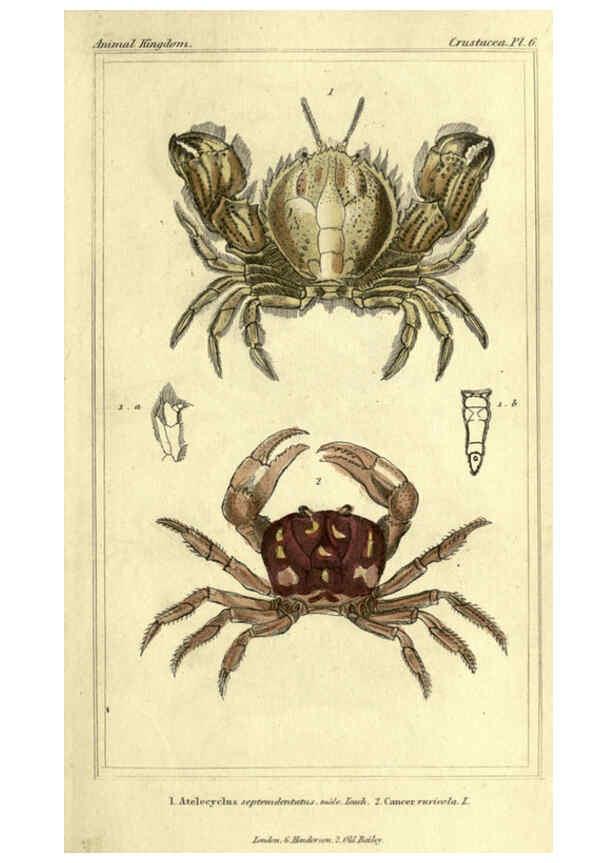 Reproducción/Reproduction 5987919636: The animal kingdom, arranged according to its organization London :G. Henderson,1834