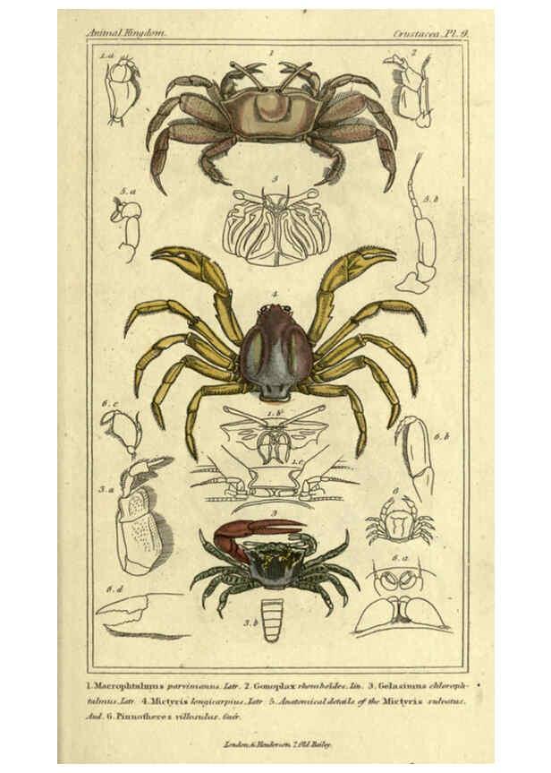 Reproducción/Reproduction 5987358539: The animal kingdom, arranged according to its organization London :G. Henderson,1834