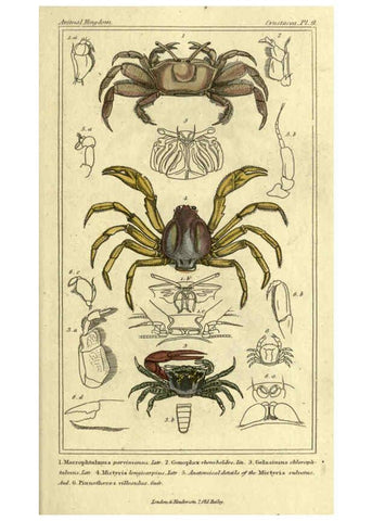 Reproducción/Reproduction 5987358539: The animal kingdom, arranged according to its organization London :G. Henderson,1834
