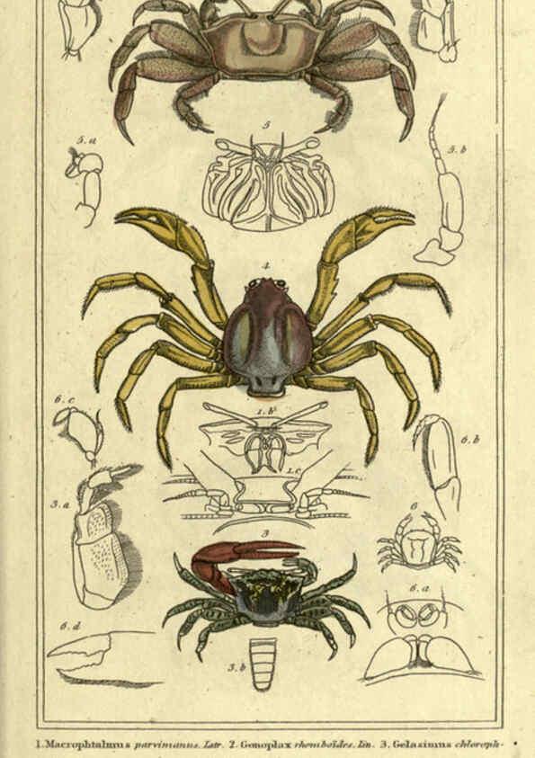 Reproducción/Reproduction 5987358539: The animal kingdom, arranged according to its organization London :G. Henderson,1834
