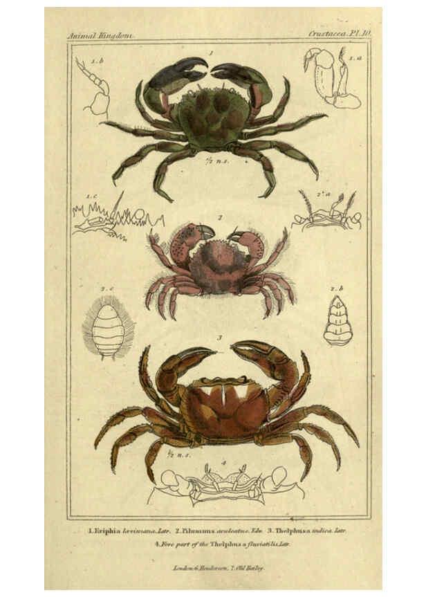 Reproducción/Reproduction 5987358973: The animal kingdom, arranged according to its organization London :G. Henderson,1834