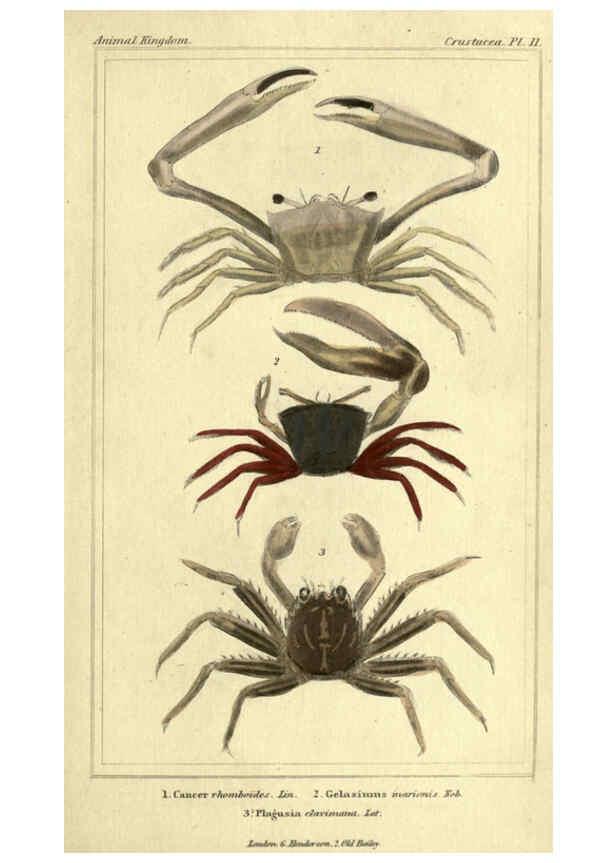 Reproducción/Reproduction 5987359427: The animal kingdom, arranged according to its organization London :G. Henderson,1834