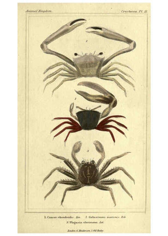 Reproducción/Reproduction 5987359427: The animal kingdom, arranged according to its organization London :G. Henderson,1834