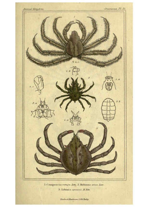 Reproducción/Reproduction 5987922790: The animal kingdom, arranged according to its organization London :G. Henderson,1834