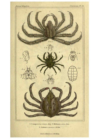 Reproducción/Reproduction 5987922790: The animal kingdom, arranged according to its organization London :G. Henderson,1834
