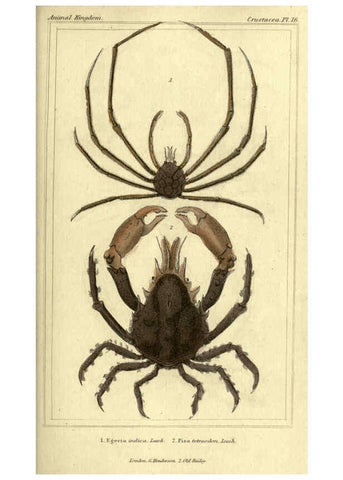 Reproducción/Reproduction 5987923052: The animal kingdom, arranged according to its organization London :G. Henderson,1834