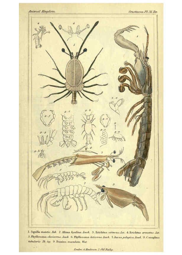 Reproducción/Reproduction 5987368187: The animal kingdom, arranged according to its organization London :G. Henderson,1834