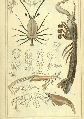 Reproducción/Reproduction 5987368187: The animal kingdom, arranged according to its organization London :G. Henderson,1834