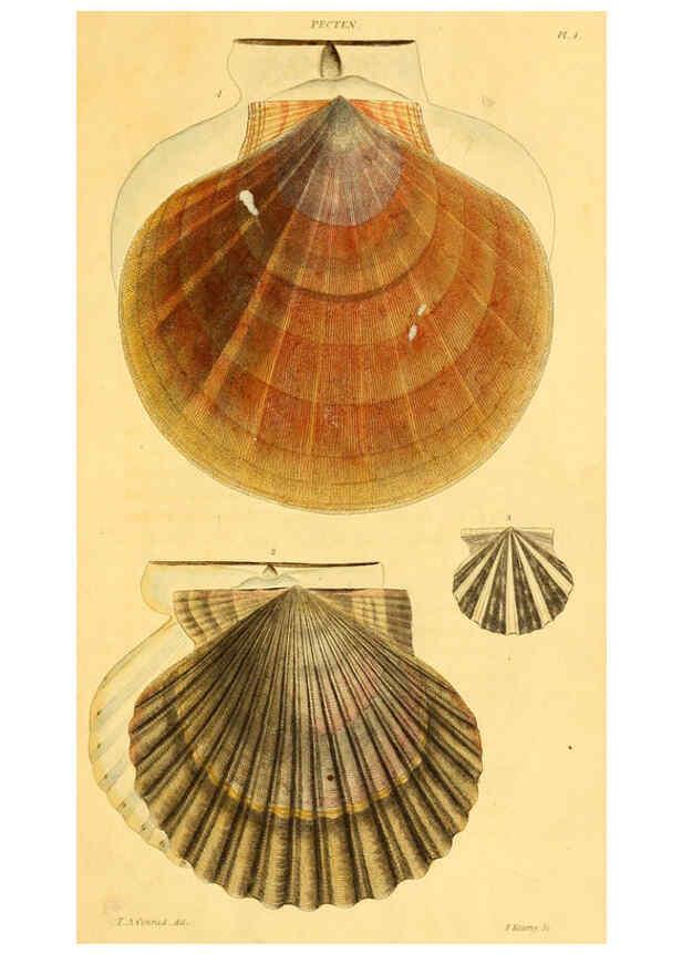Reproducción/Reproduction 5987854404: American marine conchology Philadelphia:Printed for the author,1831