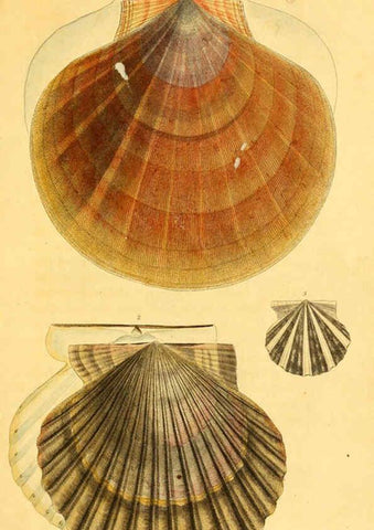 Reproducción/Reproduction 5987854404: American marine conchology Philadelphia:Printed for the author,1831