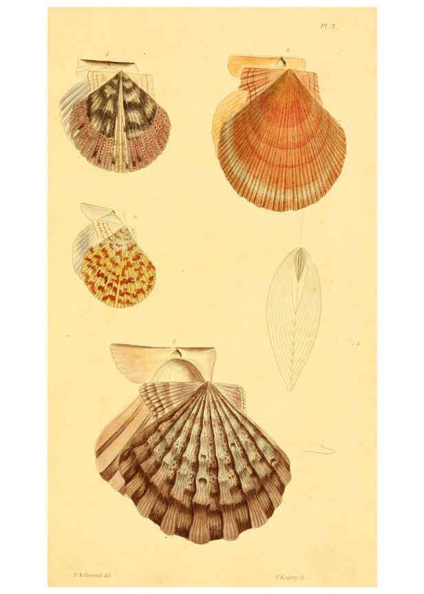 Reproducción/Reproduction 5987292717: American marine conchology Philadelphia:Printed for the author,1831