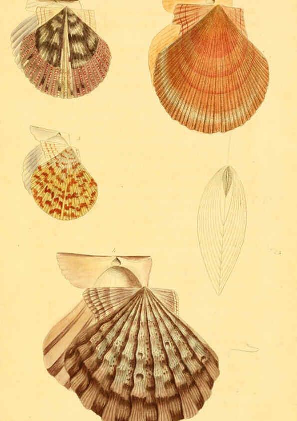 Reproducción/Reproduction 5987292717: American marine conchology Philadelphia:Printed for the author,1831