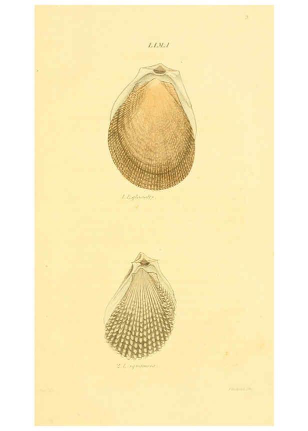 Reproducción/Reproduction 5987293051: American marine conchology Philadelphia:Printed for the author,1831