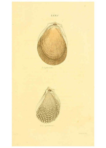 Reproducción/Reproduction 5987293051: American marine conchology Philadelphia:Printed for the author,1831