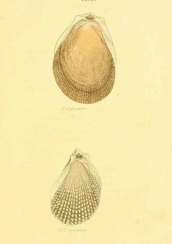 Reproducción/Reproduction 5987293051: American marine conchology Philadelphia:Printed for the author,1831