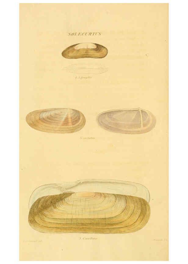 Reproducción/Reproduction 5987293273: American marine conchology Philadelphia:Printed for the author,1831