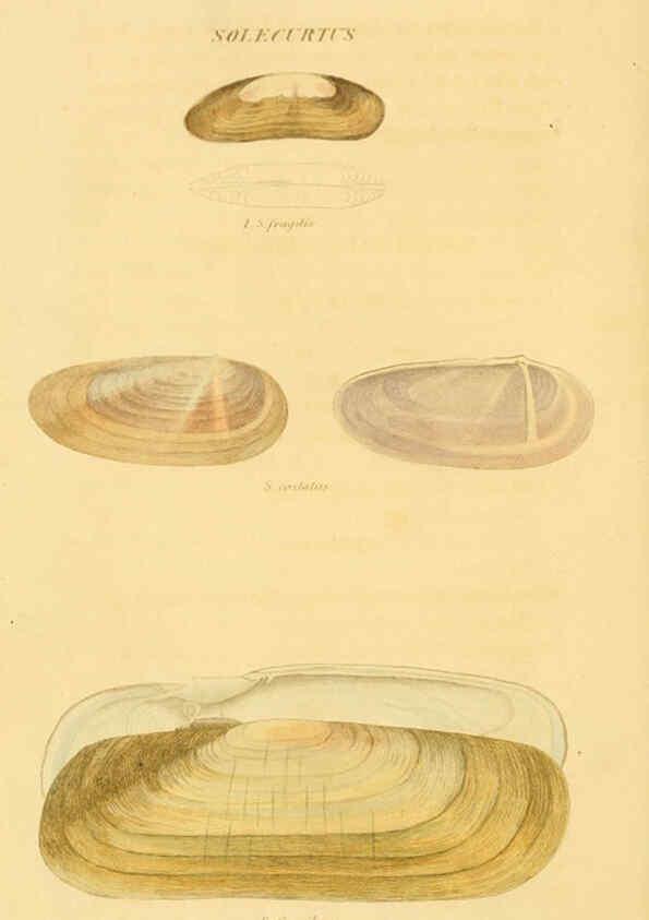 Reproducción/Reproduction 5987293273: American marine conchology Philadelphia:Printed for the author,1831