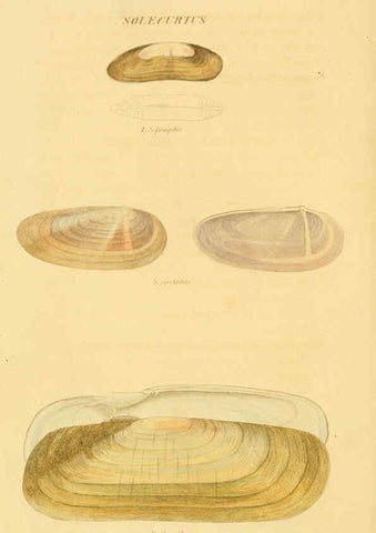 Reproducción/Reproduction 5987293273: American marine conchology Philadelphia:Printed for the author,1831