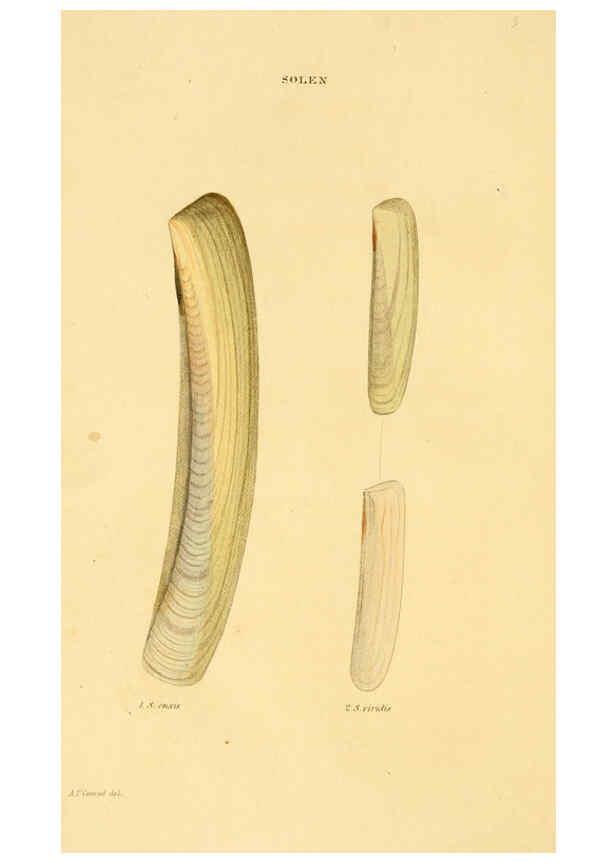 Reproducción/Reproduction 5987293471: American marine conchology Philadelphia:Printed for the author,1831