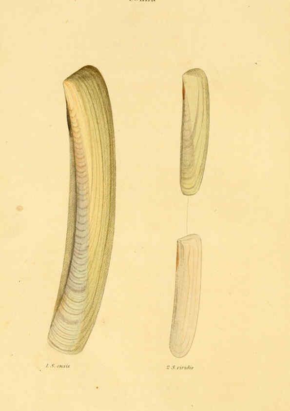 Reproducción/Reproduction 5987293471: American marine conchology Philadelphia:Printed for the author,1831