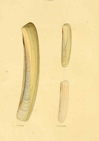 Reproducción/Reproduction 5987293471: American marine conchology Philadelphia:Printed for the author,1831
