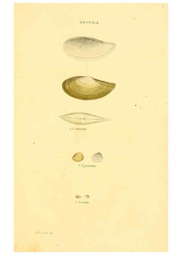 Reproducción/Reproduction 5987855794: American marine conchology Philadelphia:Printed for the author,1831