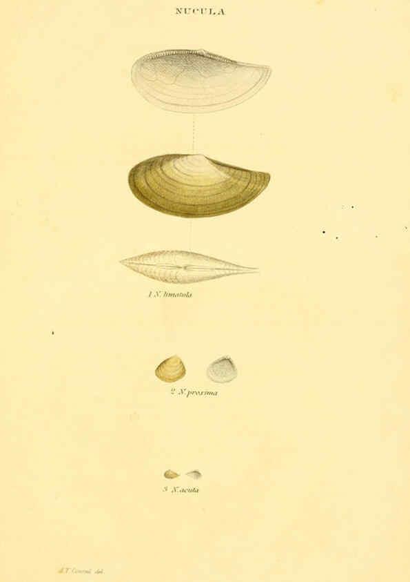 Reproducción/Reproduction 5987855794: American marine conchology Philadelphia:Printed for the author,1831