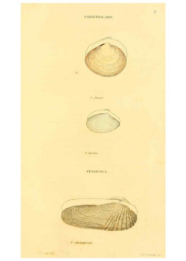 Reproducción/Reproduction 5987856078: American marine conchology Philadelphia:Printed for the author,1831
