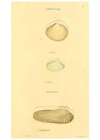 Reproducción/Reproduction 5987856078: American marine conchology Philadelphia:Printed for the author,1831