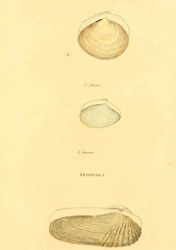 Reproducción/Reproduction 5987856078: American marine conchology Philadelphia:Printed for the author,1831