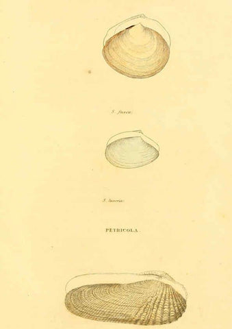 Reproducción/Reproduction 5987856078: American marine conchology Philadelphia:Printed for the author,1831