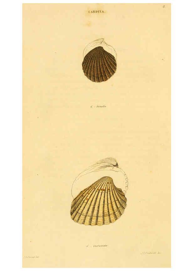 Reproducción/Reproduction 5987294455: American marine conchology Philadelphia:Printed for the author,1831