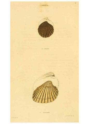 Reproducción/Reproduction 5987294455: American marine conchology Philadelphia:Printed for the author,1831