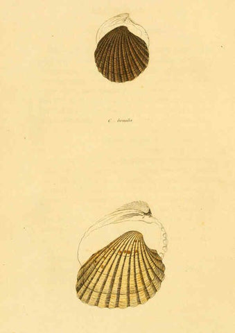 Reproducción/Reproduction 5987294455: American marine conchology Philadelphia:Printed for the author,1831