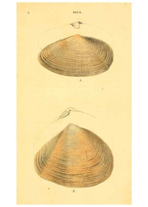 Reproducción/Reproduction 5987294699: American marine conchology Philadelphia:Printed for the author,1831