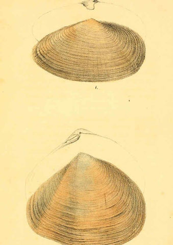 Reproducción/Reproduction 5987294699: American marine conchology Philadelphia:Printed for the author,1831