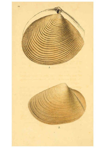 Reproducción/Reproduction 5987857134: American marine conchology Philadelphia:Printed for the author,1831