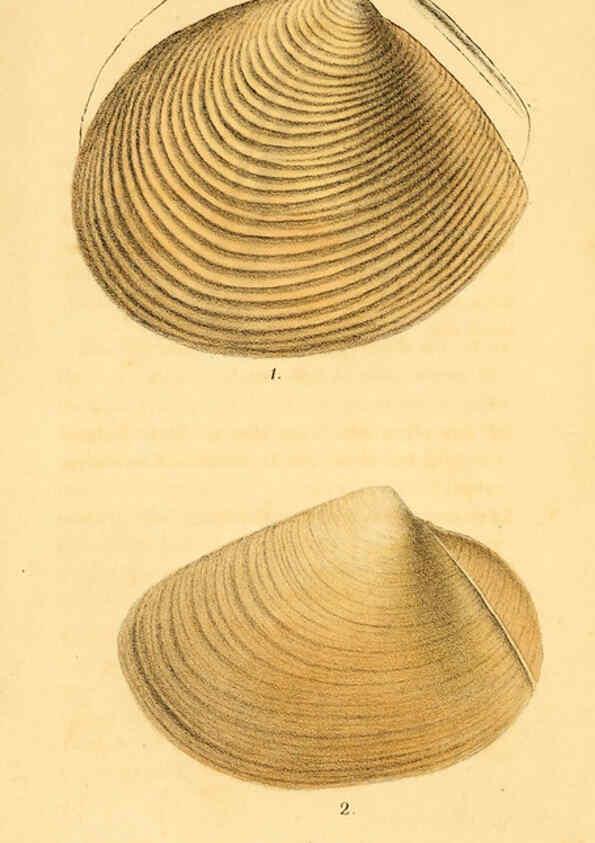 Reproducción/Reproduction 5987857134: American marine conchology Philadelphia:Printed for the author,1831
