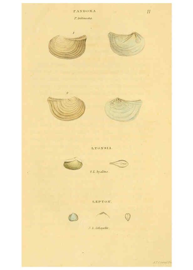Reproducción/Reproduction 5987857424: American marine conchology Philadelphia:Printed for the author,1831