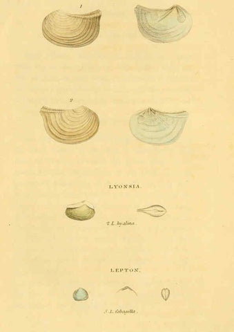 Reproducción/Reproduction 5987857424: American marine conchology Philadelphia:Printed for the author,1831