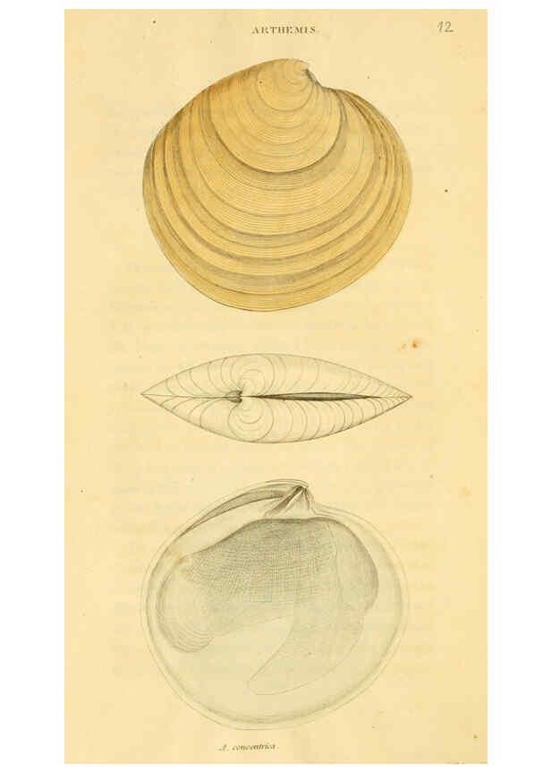 Reproducción/Reproduction 5987857662: American marine conchology Philadelphia:Printed for the author,1831