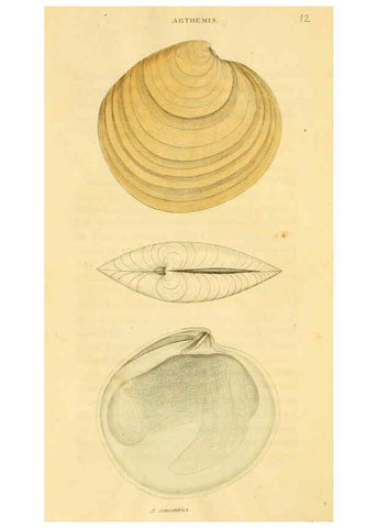 Reproducción/Reproduction 5987857662: American marine conchology Philadelphia:Printed for the author,1831