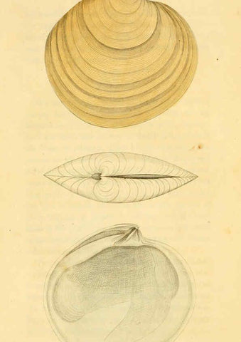 Reproducción/Reproduction 5987857662: American marine conchology Philadelphia:Printed for the author,1831