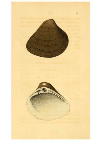 Reproducción/Reproduction 5987295679: American marine conchology Philadelphia:Printed for the author,1831